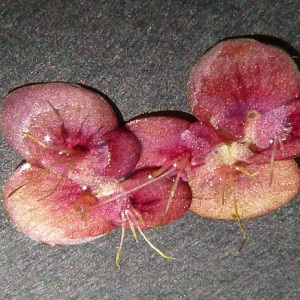  - Spirodela polyrhiza (L.) Schleid. [1839]