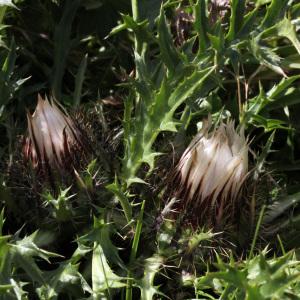 Photographie n°42737 du taxon Carlina acaulis L. [1753]