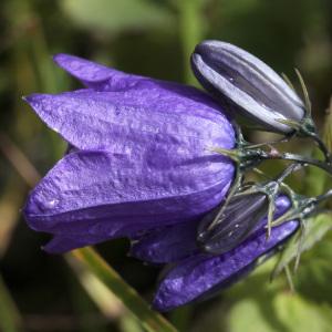 Photographie n°42739 du taxon Campanula rhomboidalis L. [1753]