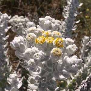 Achillea maritima (L.) Ehrend. & Y.P.Guo (Diotis blanc)