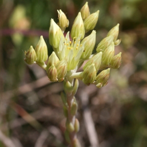 Photographie n°42748 du taxon Sedum anopetalum DC. [1808]