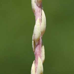 Photographie n°42750 du taxon Sedum anopetalum DC. [1808]