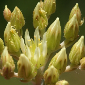 Photographie n°42751 du taxon Sedum anopetalum DC. [1808]