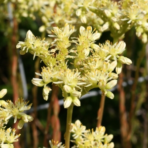 Photographie n°42755 du taxon Sedum sediforme (Jacq.) Pau