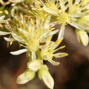 Photographie n°42756 du taxon Sedum sediforme (Jacq.) Pau