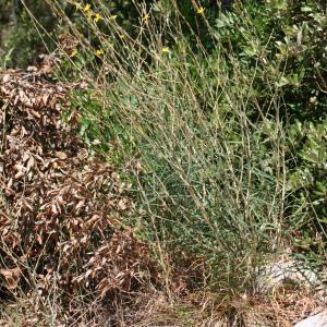 Photographie n°42765 du taxon Lactuca viminea (L.) J.Presl & C.Presl [1819]