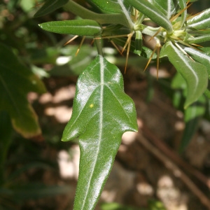 Xanthium spinosum L. (Lampourde épineuse)