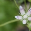  John De Vos - Saxifraga rotundifolia L. [1753]