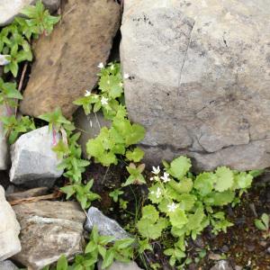 Photographie n°42775 du taxon Saxifraga rotundifolia L. [1753]