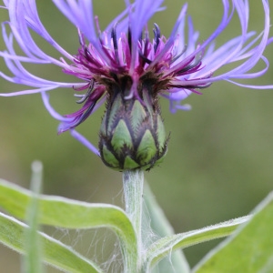 Photographie n°42777 du taxon Centaurea montana L. [1753]