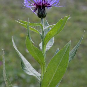 Photographie n°42779 du taxon Centaurea montana L. [1753]