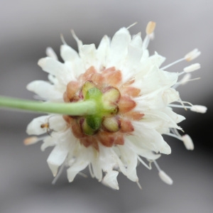 Photographie n°42791 du taxon Cephalaria leucantha (L.) Schrad. ex Roem. & Schult. [1818]