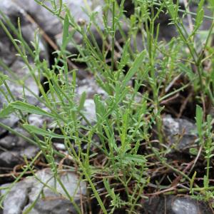 Photographie n°42792 du taxon Cephalaria leucantha (L.) Schrad. ex Roem. & Schult. [1818]