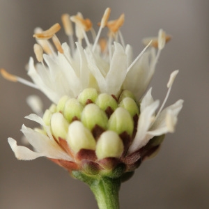 Photographie n°42794 du taxon Cephalaria leucantha (L.) Schrad. ex Roem. & Schult. [1818]