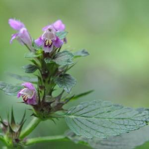 Photographie n°42805 du taxon Galeopsis tetrahit L. [1753]