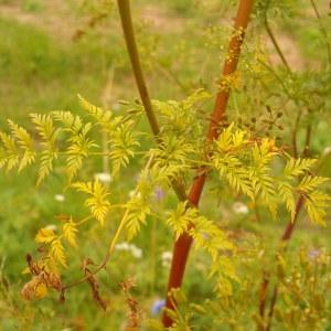 Photographie n°42810 du taxon Chaerophyllum bulbosum L. [1753]