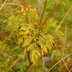 Photographie n°42812 du taxon Chaerophyllum bulbosum L. [1753]