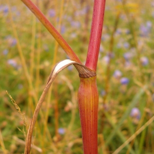 Photographie n°42813 du taxon Chaerophyllum bulbosum L. [1753]