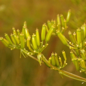 Photographie n°42818 du taxon Chaerophyllum bulbosum L. [1753]