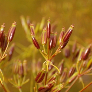 Photographie n°42819 du taxon Chaerophyllum bulbosum L. [1753]