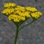  Bertrand BUI - Achillea filipendulina Lam. [1783]