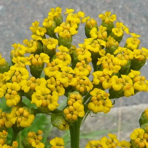 Achillea filipendulina Lam. (Achillée à feuilles de fougère)