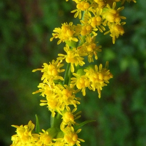 Photographie n°42867 du taxon Solidago canadensis L. [1753]