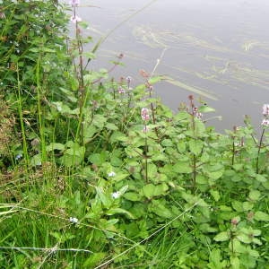 Photographie n°42872 du taxon Mentha aquatica L. [1753]