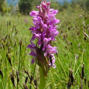 Photographie n°42874 du taxon Dactylorhiza majalis (Rchb.) P.F.Hunt & Summerh. [1965]