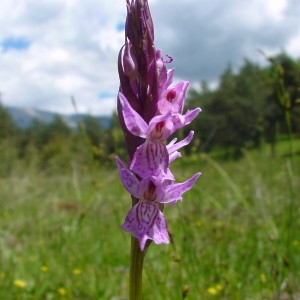 Photographie n°42876 du taxon Dactylorhiza majalis (Rchb.) P.F.Hunt & Summerh. [1965]