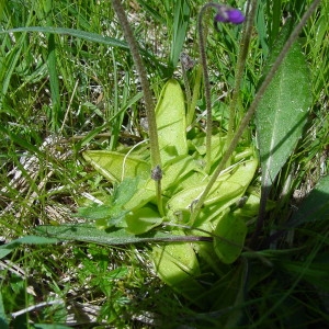 Photographie n°42880 du taxon Pinguicula vulgaris L. [1753]