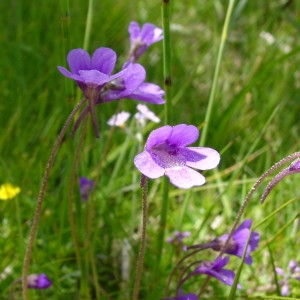 Photographie n°42881 du taxon Pinguicula vulgaris L. [1753]