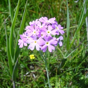 Photographie n°42882 du taxon Primula farinosa L. [1753]