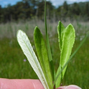 Photographie n°42883 du taxon Primula farinosa L. [1753]