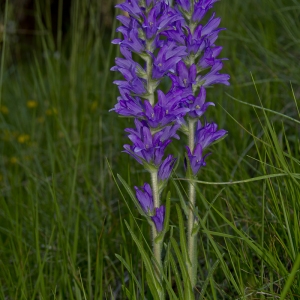 Photographie n°42887 du taxon Campanula spicata L. [1753]