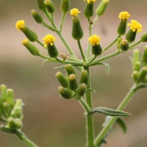 Photographie n°42894 du taxon Senecio sylvaticus L. [1753]