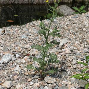 Photographie n°42896 du taxon Senecio viscosus L. [1753]