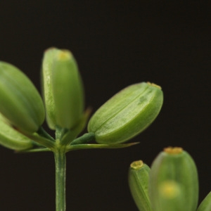 Photographie n°42902 du taxon Bupleurum praealtum L. [1756]