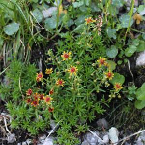 Photographie n°42907 du taxon Saxifraga aizoides L. [1753]