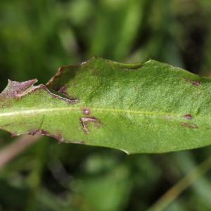 Photographie n°42926 du taxon Crepis aurea (L.) Tausch [1828]