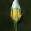  John De Vos - Crepis aurea (L.) Tausch [1828]