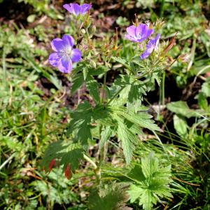 Photographie n°42932 du taxon Geranium sylvaticum L. [1753]