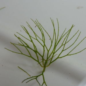  - Ceratophyllum submersum subsp. submersum