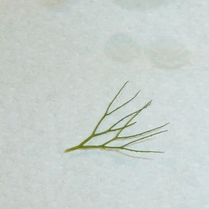 Ceratophyllum echinatum A.Gray (Cératophylle inerme)