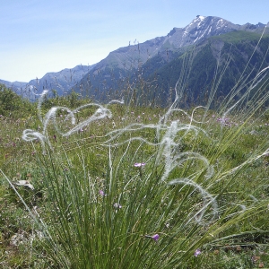 Photographie n°42961 du taxon Stipa pennata L. [1753]