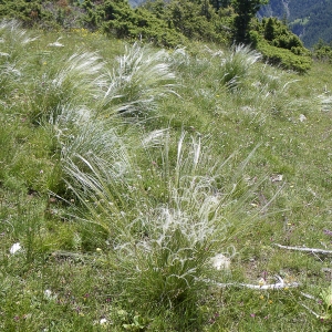 Photographie n°42962 du taxon Stipa pennata L. [1753]