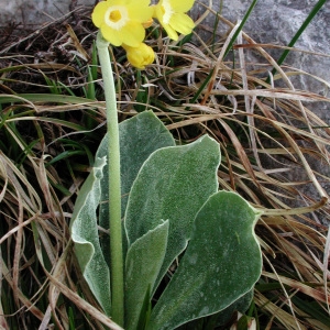 Photographie n°42968 du taxon Primula auricula L. [1753]