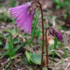 Photographie n°42970 du taxon Soldanella alpina L. [1753]