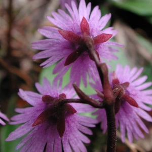 Photographie n°42971 du taxon Soldanella alpina L. [1753]