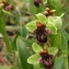  John De Vos - Ophrys bombyliflora Link [1800]